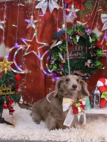 20231228ぺこちゃん